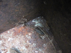 Centruroides hentzi