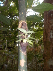 Codonanthopsis crassifolia