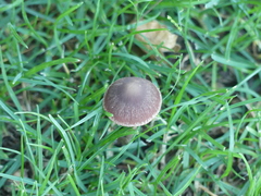 Agaricales