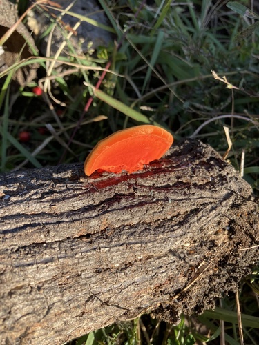 Trametes coccinea