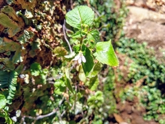 Diastatea micrantha