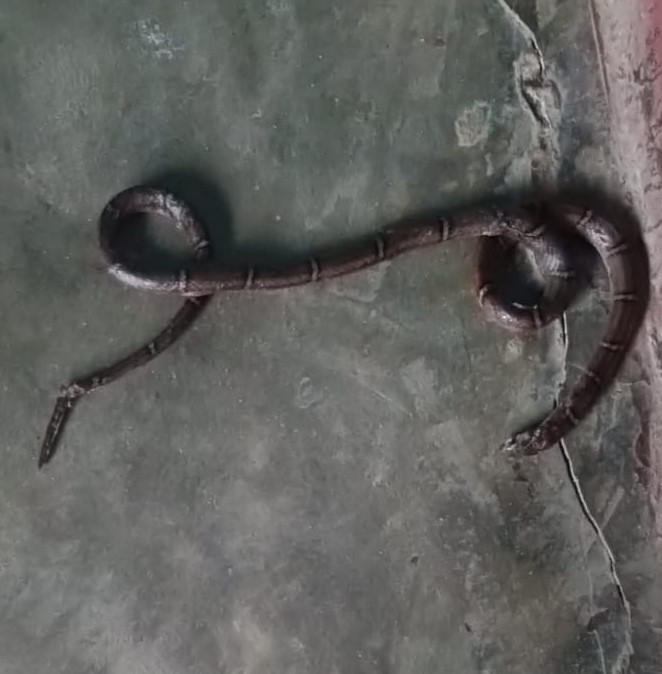 White-barred Kukri Snake