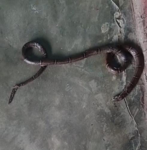 Light-barred Kukri Snake