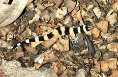 Sphaerodactylus torrei