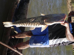 Pseudoplatystoma