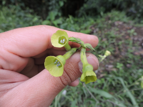 Image of Nicotiana langsdorffii by (c) Fabrício Mil Homens Riella, some rights reserved (CC BY)