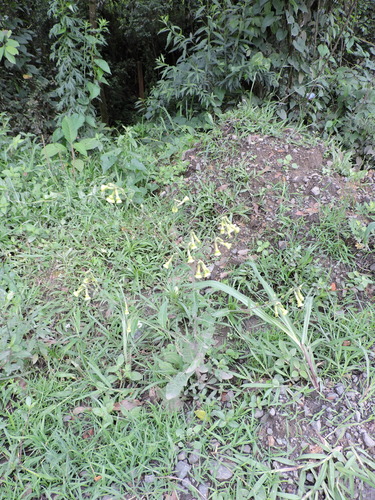 Image of Nicotiana langsdorffii by (c) Fabrício Mil Homens Riella, some rights reserved (CC BY)