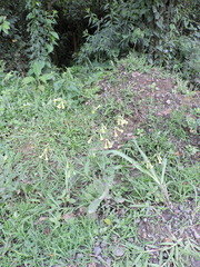 Nicotiana langsdorffii, photograph (c) Fabrício Mil Homens Riella, some rights reserved (CC BY)