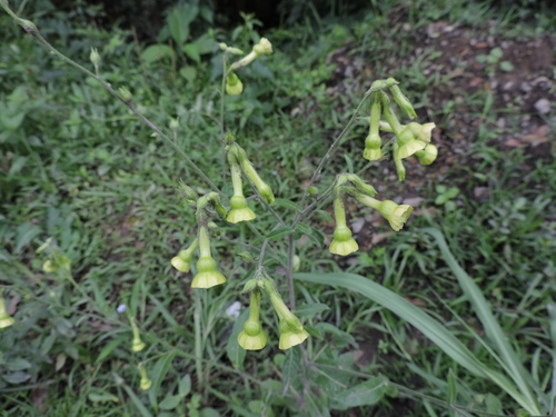 Image of Nicotiana langsdorffii by (c) Fabrício Mil Homens Riella, some rights reserved (CC BY)