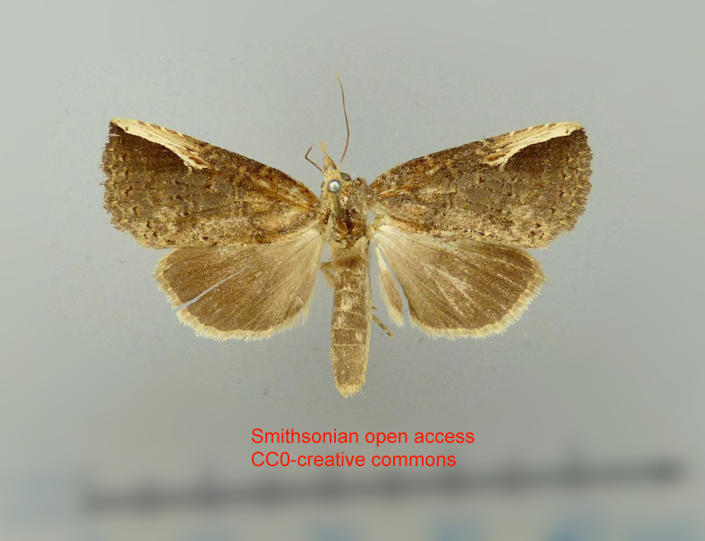 Elasmia matheis
