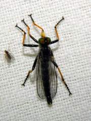 Neoitamus orphne