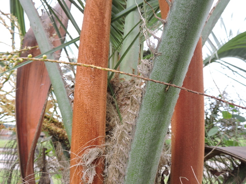 Butia eriospatha, photograph 5