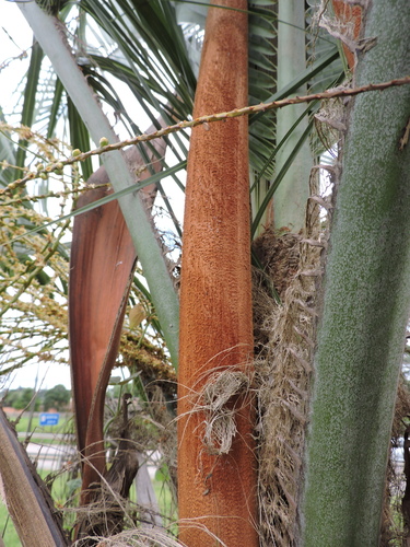 Butia eriospatha, photograph 3