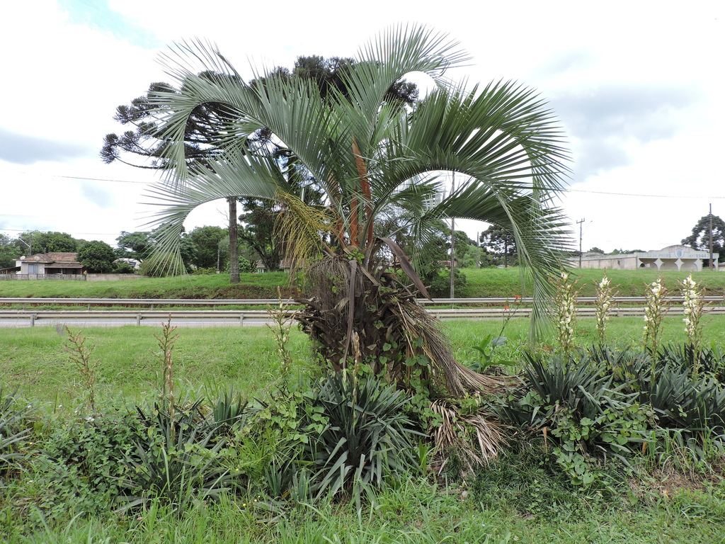 Butia eriospatha; photograph (c) Fabrício Mil Homens Riella, some rights reserved (CC BY)