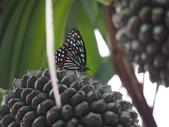 Hestina assimilis formosana