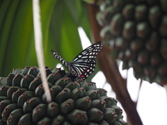 Hestina assimilis formosana