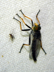 Neoitamus orphne