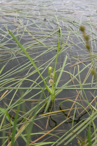Image of Sparganium angustifolium by (c) Olivier Argagnon, some rights reserved (CC BY)