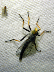 Neoitamus orphne