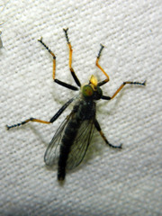 Neoitamus orphne