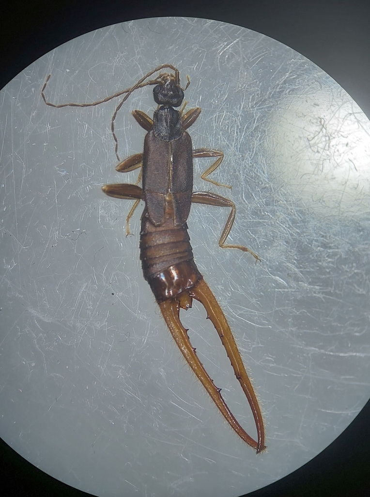 Irdex nitidipennis