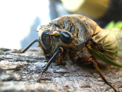 Cryptotympana facialis