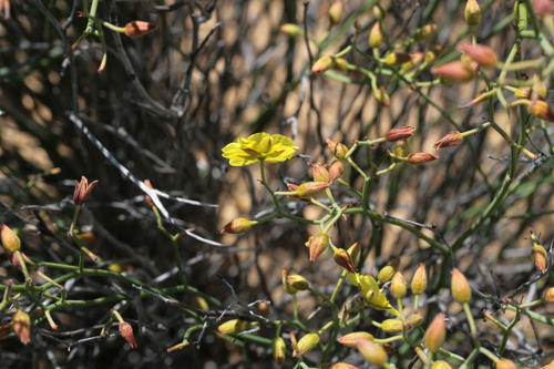 Image of Hibbertia conspicua by (c) Benjamin Anderson, some rights reserved (CC BY)