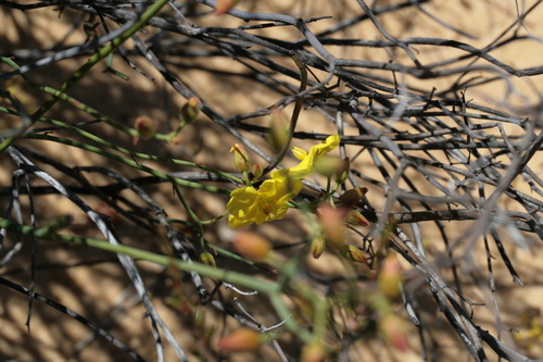Image of Hibbertia conspicua by (c) Benjamin Anderson, some rights reserved (CC BY)