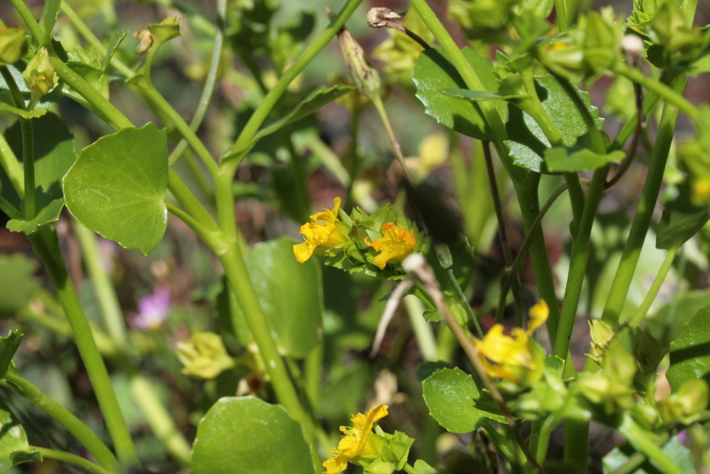 Liparophyllum congestiflorum