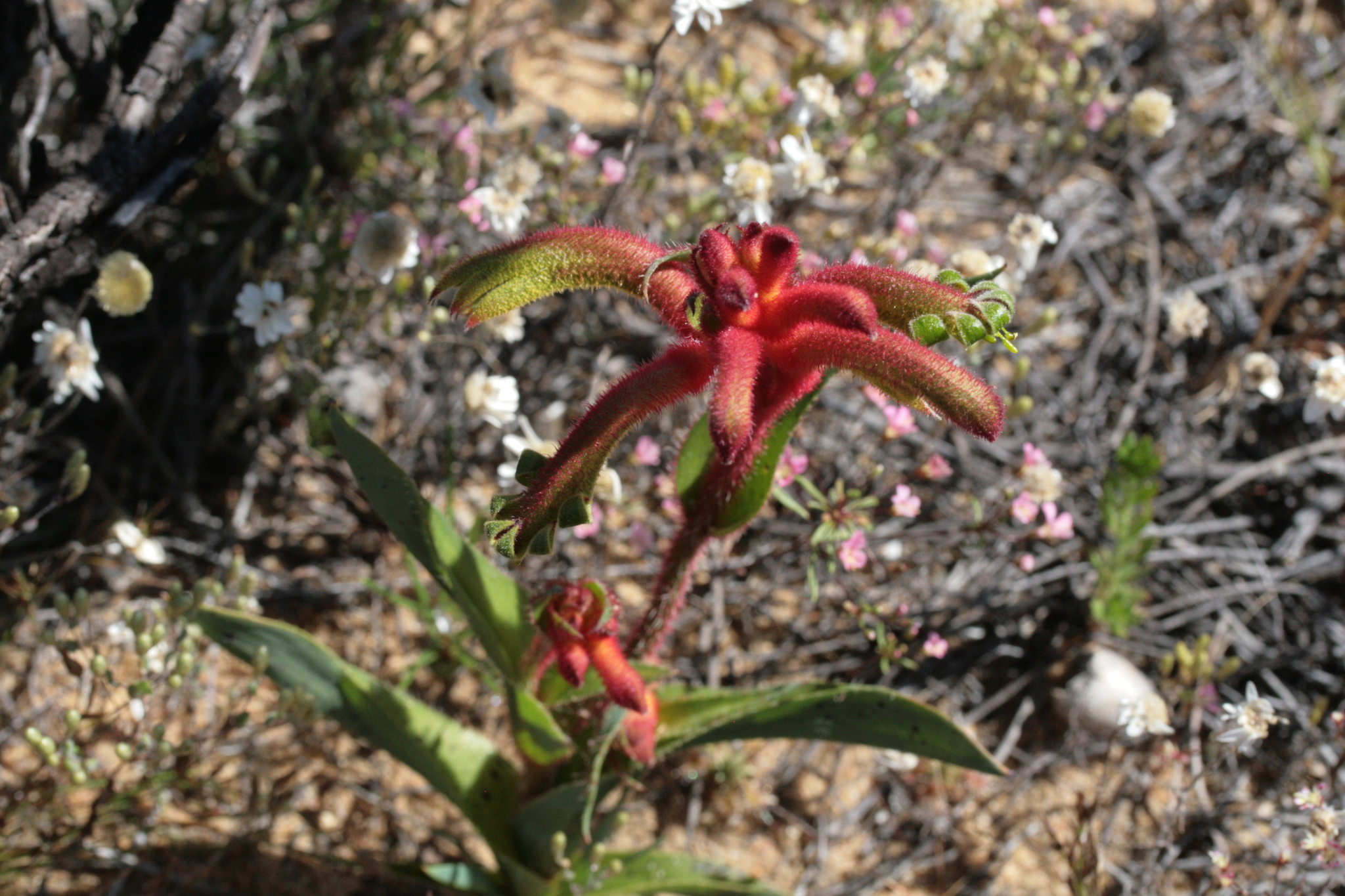 Kalbarri Catspaw (Anigozanthos kalbarriensis)