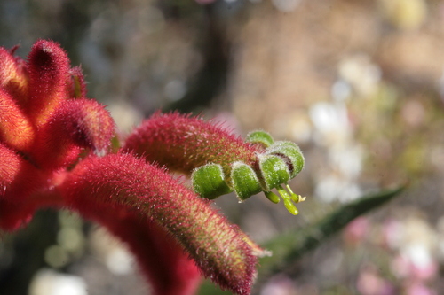 Image of Anigozanthos kalbarriensis by (c) Benjamin Anderson, some rights reserved (CC BY)