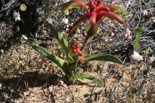 Image of Anigozanthos kalbarriensis by (c) Benjamin Anderson, some rights reserved (CC BY)