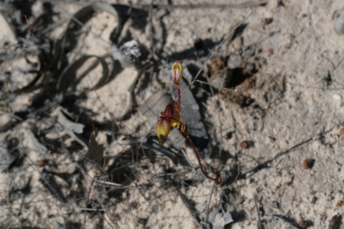 Image of Caleana terminalis by (c) Benjamin Anderson, some rights reserved (CC BY)