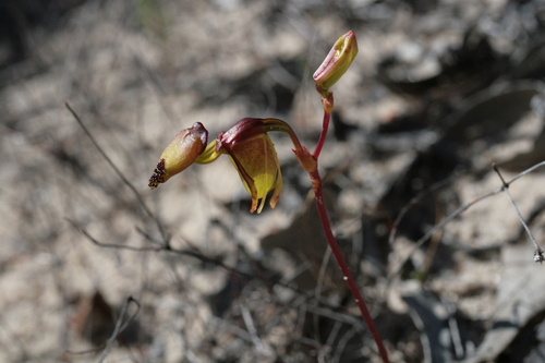 Image of Caleana terminalis by (c) Benjamin Anderson, some rights reserved (CC BY)