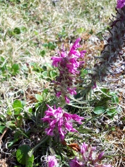 Pedicularis hirsuta