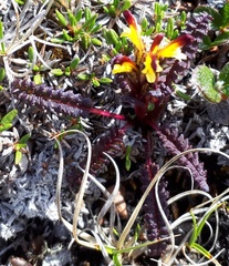 Pedicularis flammea