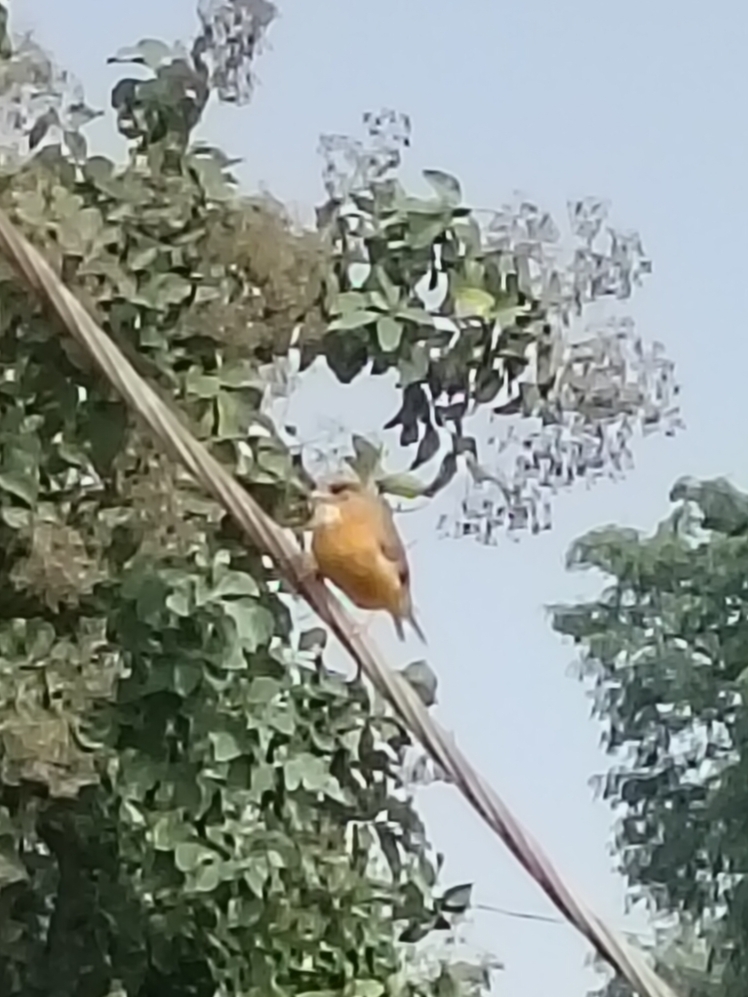 Tawny-bellied Babbler