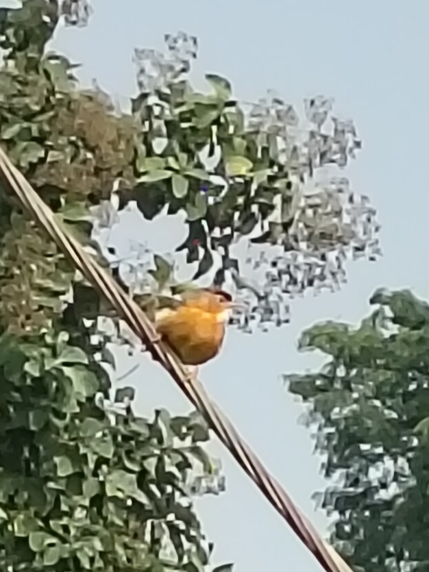 Tawny-bellied Babbler