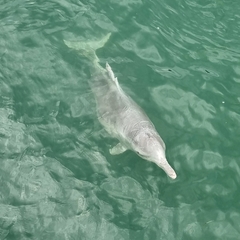 Australian Humpback Dolphin photo 2