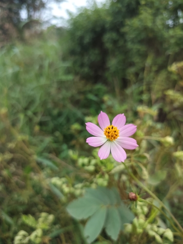Cosmos caudatus