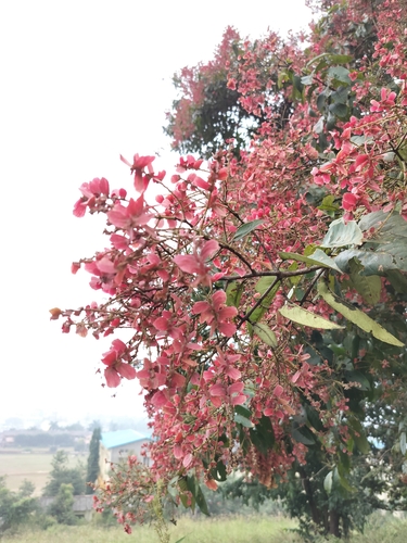 Terminalia paniculata, photograph 1