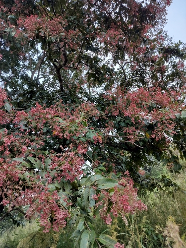 Terminalia paniculata, photograph 2