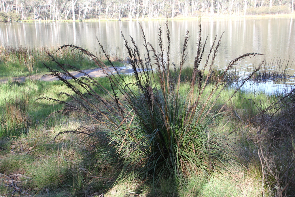 Wabonga Red-fruit Saw-sedge from Wabonga VIC 3678, Australia on November 4 ...