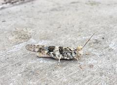 Trimerotropis pallidipennis