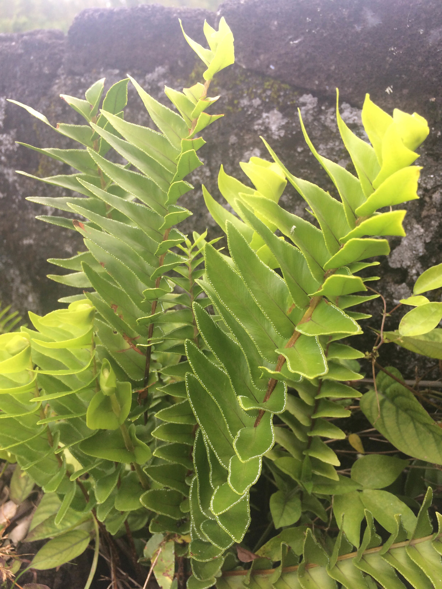 Nephrolepis abrupta