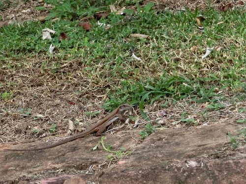 Ameiva atrigularis