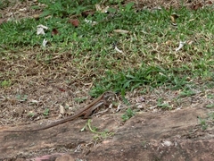 Ameiva atrigularis