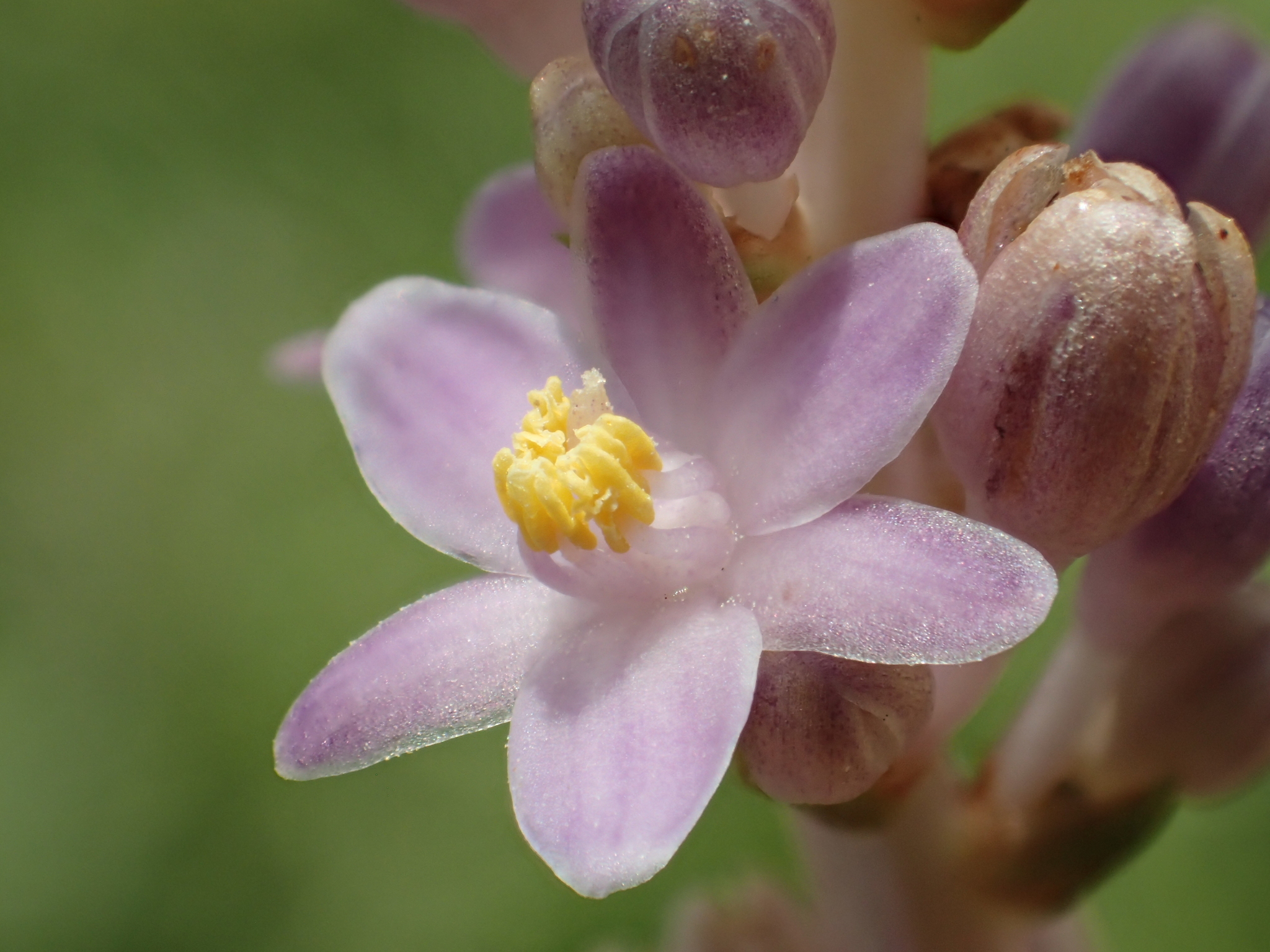 Liriope spicata