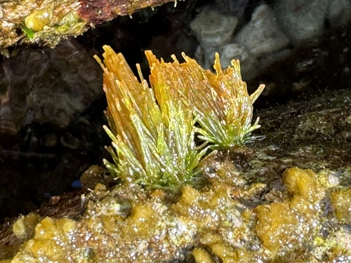 Chaetomorpha antennina observed 2024-10-24
