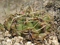Gymnocalycium monvillei